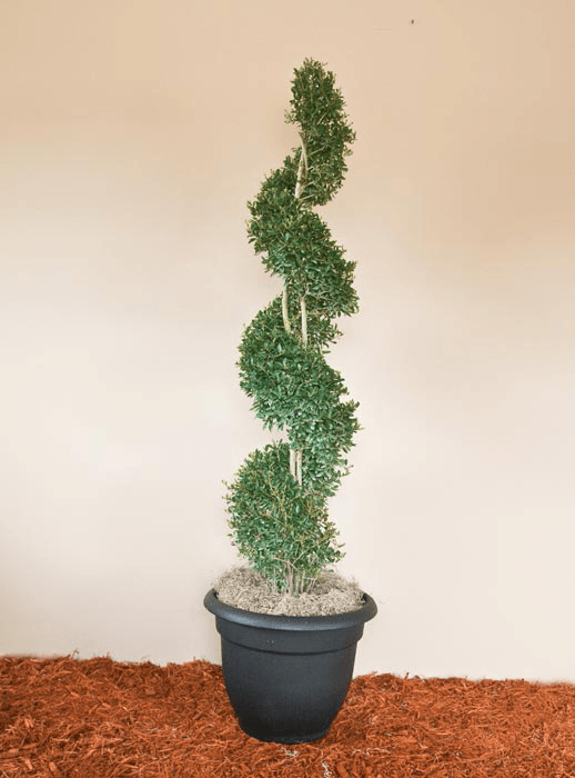 Yaupon Holly Spiral Topiary (7 through 11)